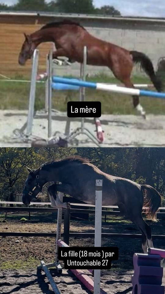 Cavalla Sella Francese In vendita 2014 Baio ,  CON AIR