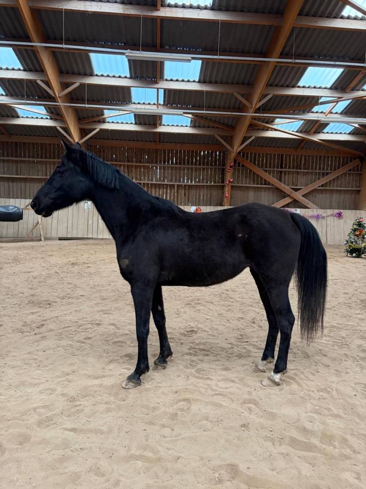 Cavalla Anglo-Arabo In vendita 2018 Nero ,  Blackjack Blackfame