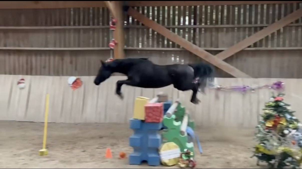 Cavalla Anglo-Arabo In vendita 2018 Nero ,  Blackjack Blackfame