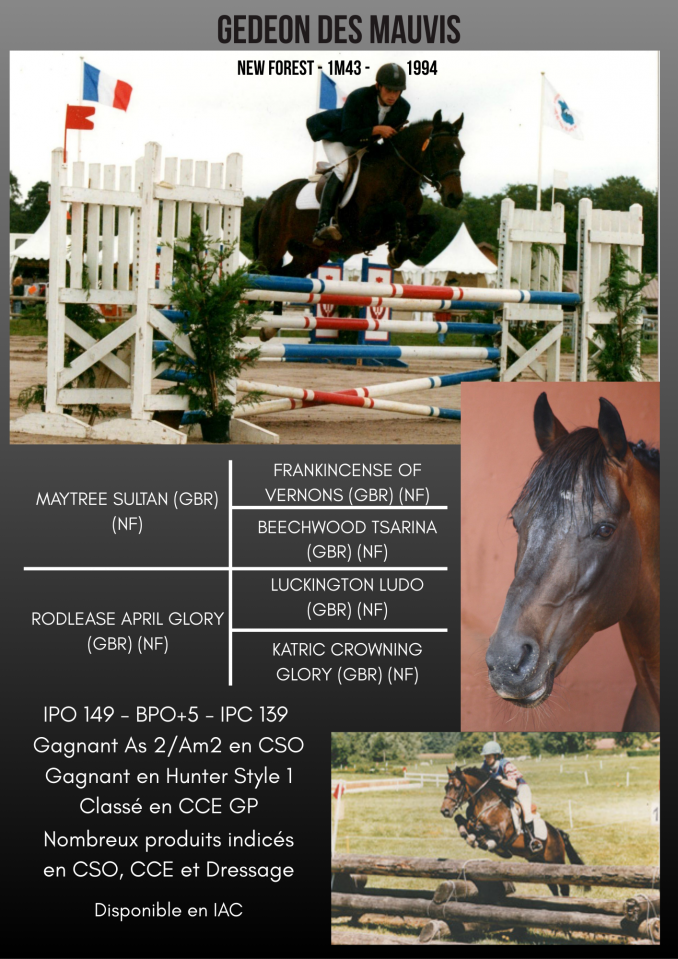 Gedeon des Mauvis - New Forest 1994 ,  MAYTREE SULTAN (GBR)