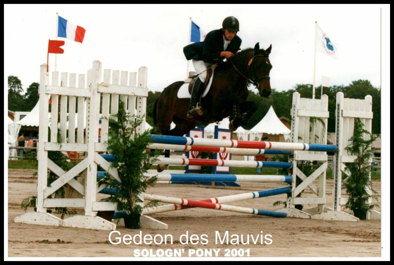 Gedeon des Mauvis - New Forest 1994 ,  MAYTREE SULTAN (GBR)