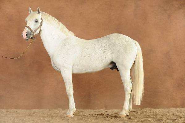 Iwan de Villate - PFS Pony Francese da Sella 1996 ,  VVHISKY VIF ARGENT