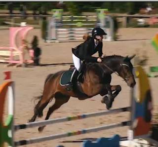 Castrone Sella Francese In vendita 2015 Baio scuro ,  PEPS DOMAIN