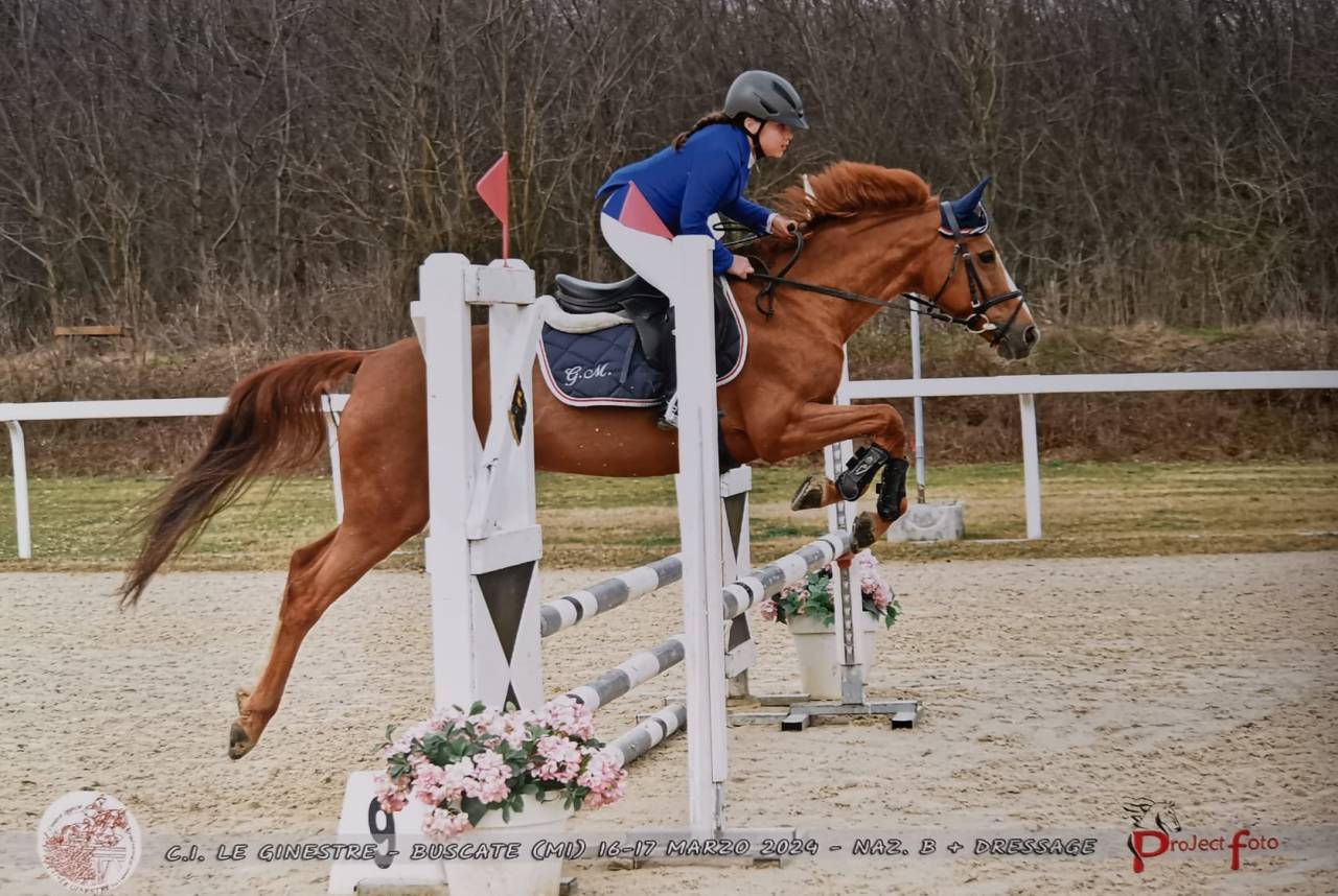 Pony competitiva Salto ostacoli