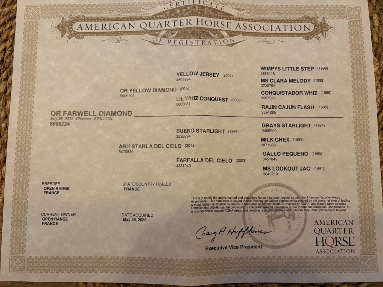 Castrone Quarter Horse In vendita 2020 Palomino