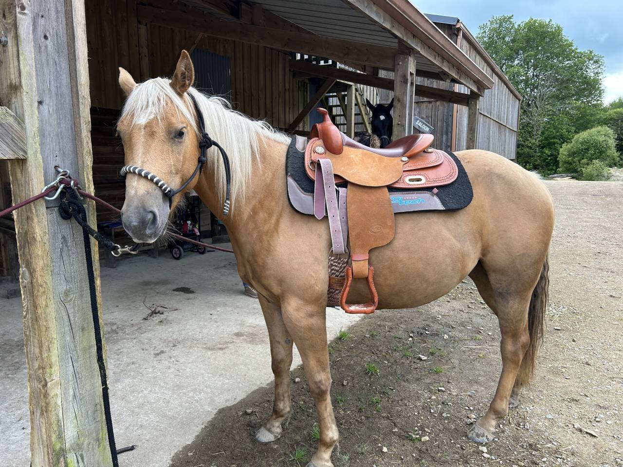 Castrone Quarter Horse In vendita 2020 Palomino
