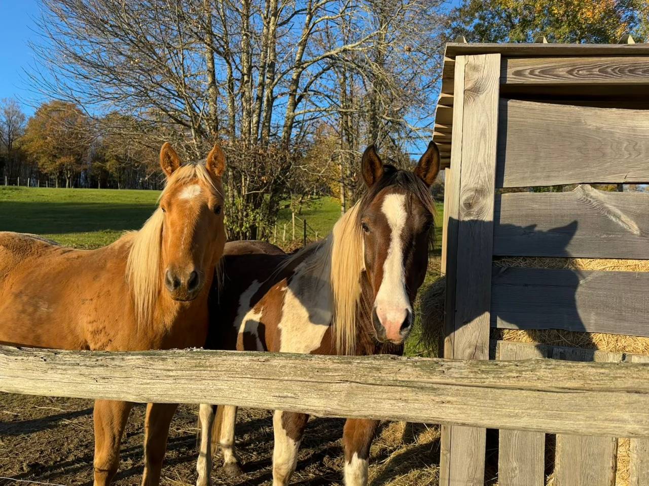 Castrone Quarter Horse In vendita 2020 Palomino