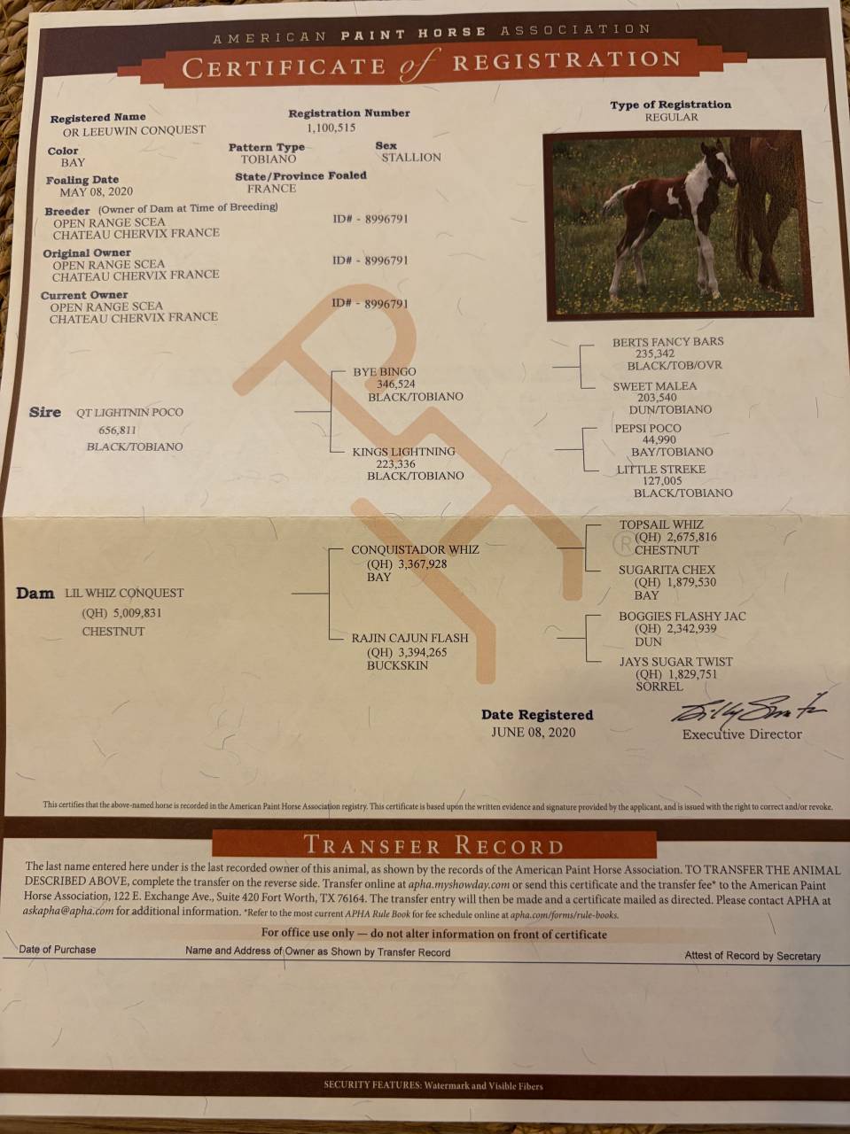 Castrone Quarter Horse In vendita 2020 Palomino