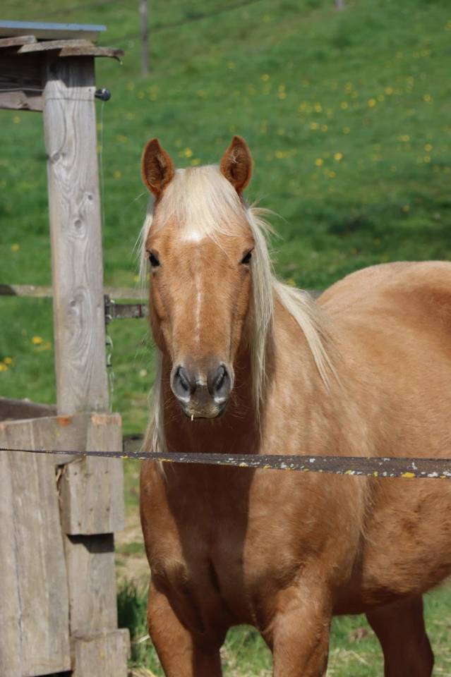 Castrone Quarter Horse In vendita 2020 Palomino