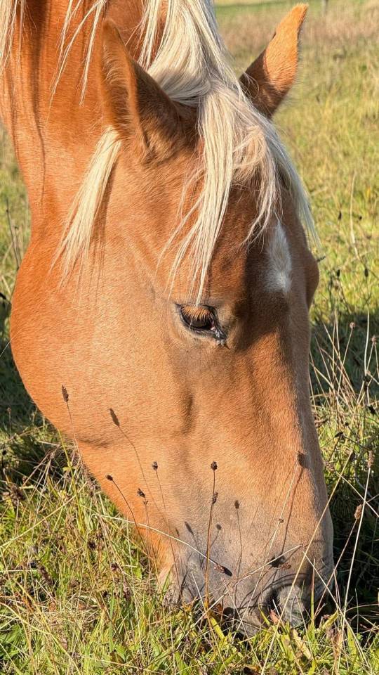 Castrone Quarter Horse In vendita 2020 Palomino