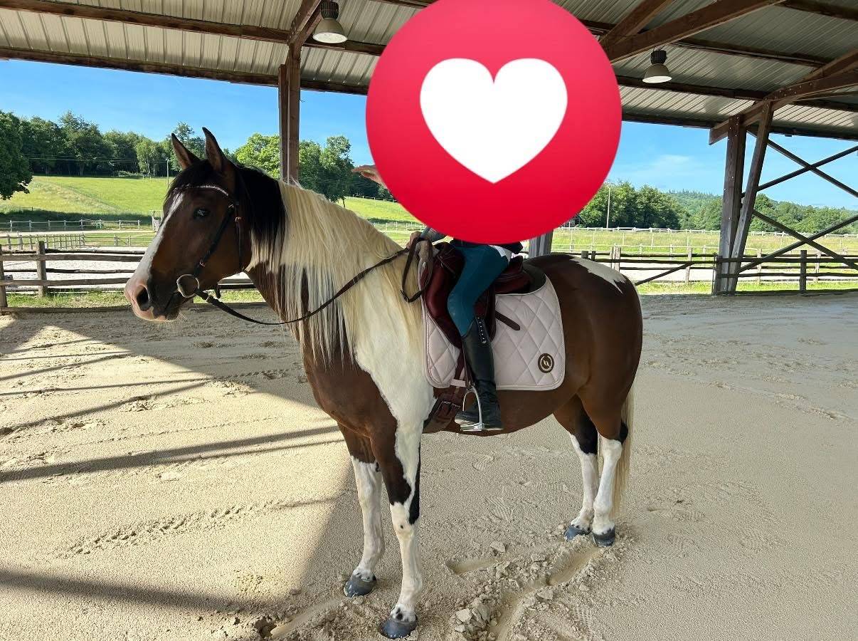 Castrone Quarter Horse In vendita 2020 Palomino