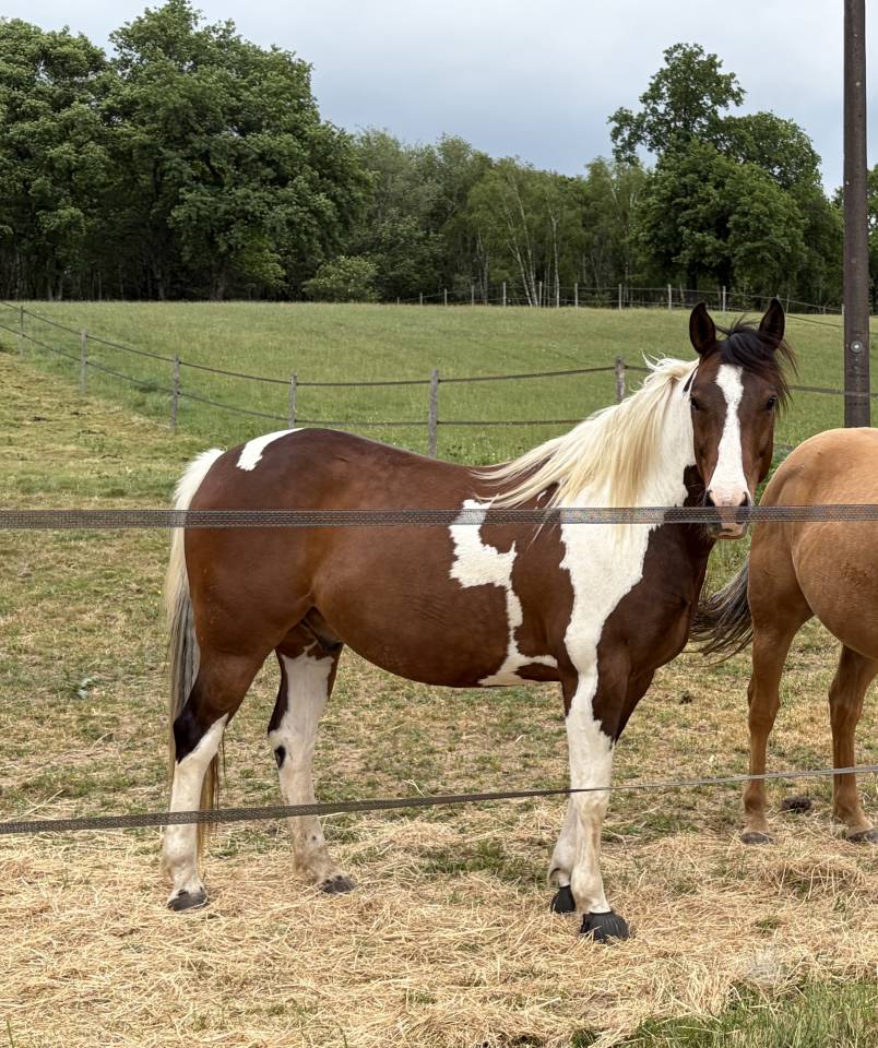 Castrone Paint Horse In vendita 2020 Tobiano