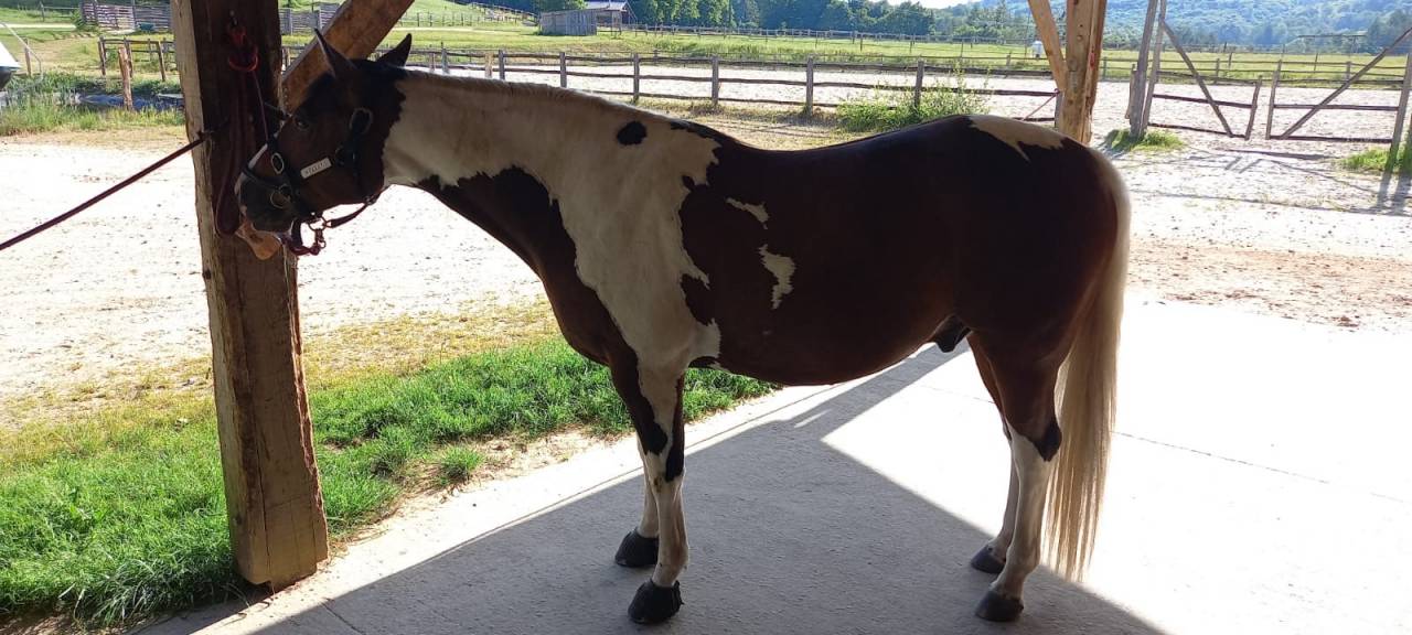 Castrone Paint Horse In vendita 2020 Tobiano