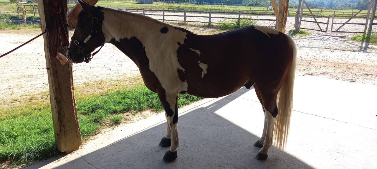 Castrone Paint Horse In vendita 2020 Tobiano