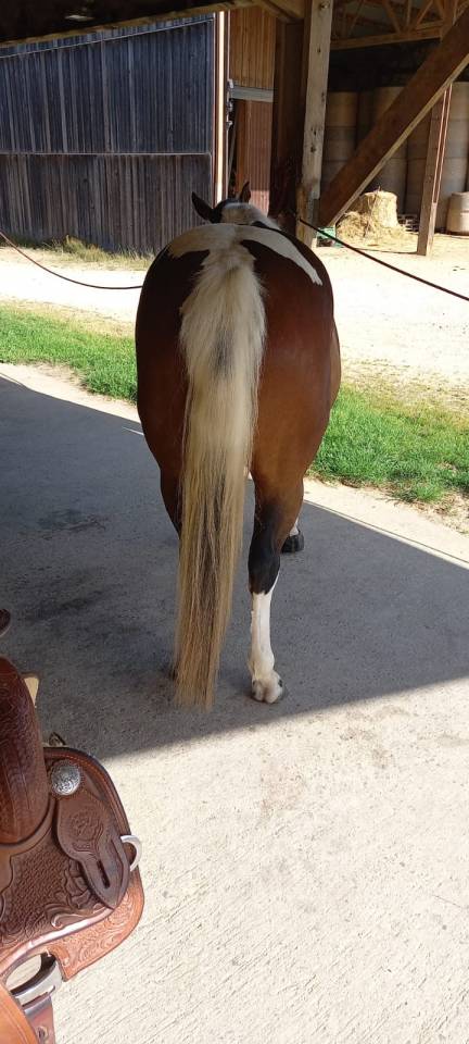 Castrone Paint Horse In vendita 2020 Tobiano
