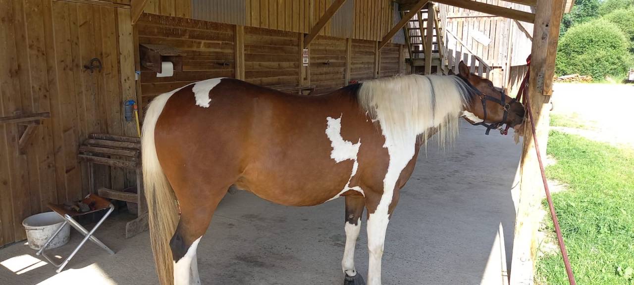 Castrone Paint Horse In vendita 2020 Tobiano
