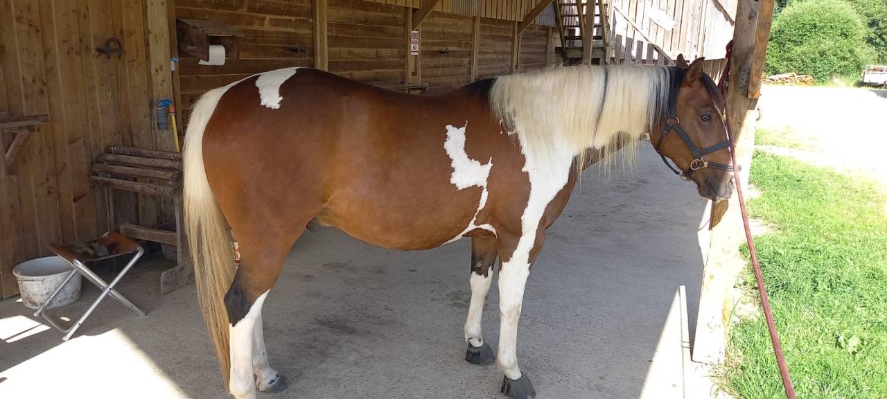 Castrone Paint Horse In vendita 2020 Tobiano