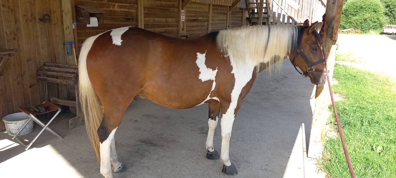 Castrone Paint Horse In vendita 2020 Tobiano