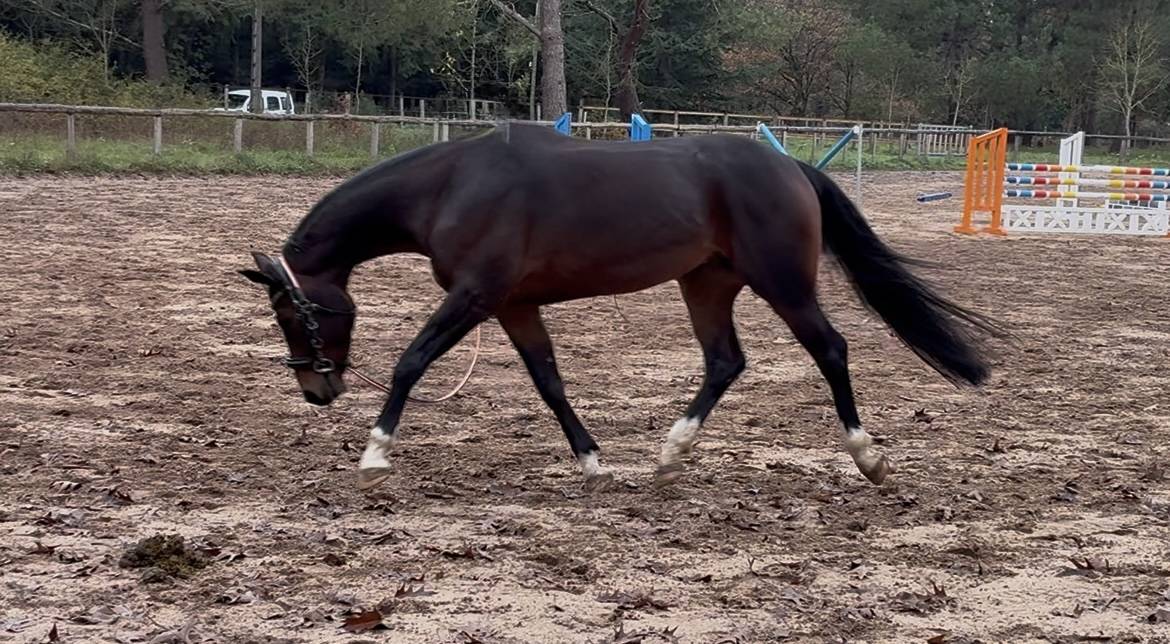 Castrone KWPN Cavallo da Sport Neerlandese In vendita 2019 Baio scuro ,  Approved