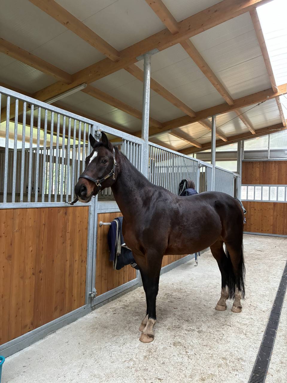 Castrone KWPN Cavallo da Sport Neerlandese In vendita 2019 Baio scuro ,  Approved