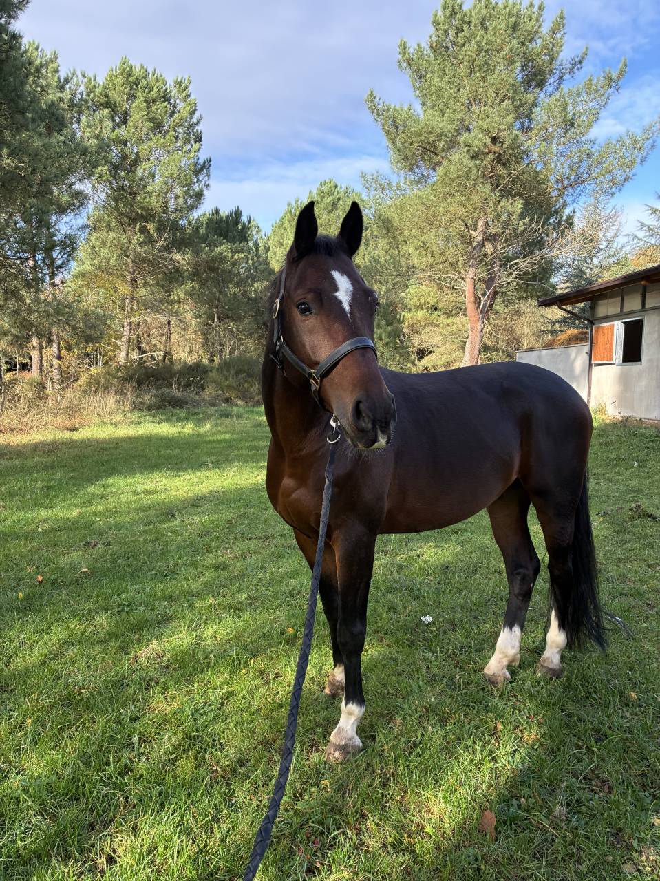 Castrone KWPN Cavallo da Sport Neerlandese In vendita 2019 Baio scuro ,  Approved