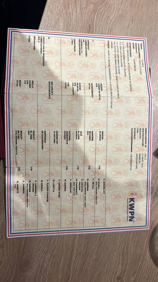 Castrone KWPN Cavallo da Sport Neerlandese In vendita 2019 Baio scuro ,  Approved