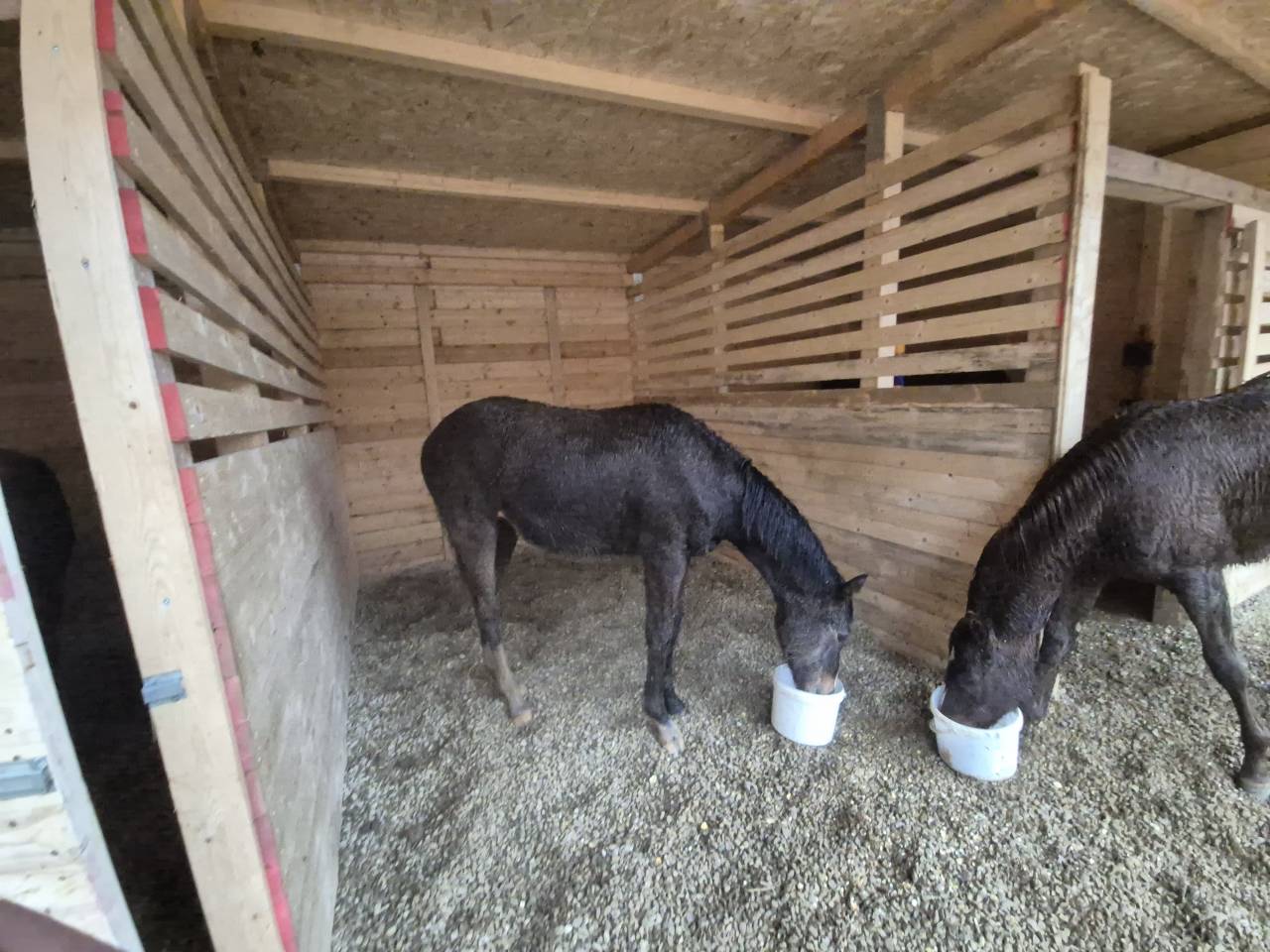 Puledra di ottima genealogia