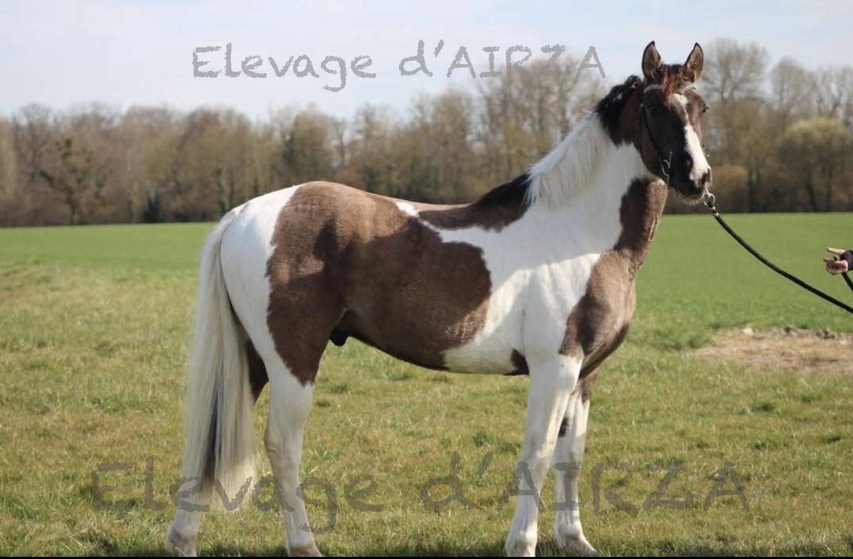 MILLY BOY DE L ETRE - Paint Horse 2022 ,  PEPSI POCO SMOKE (USA)