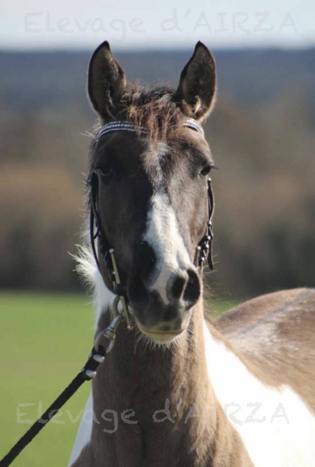 MILLY BOY DE L ETRE - Paint Horse 2022 ,  PEPSI POCO SMOKE (USA)