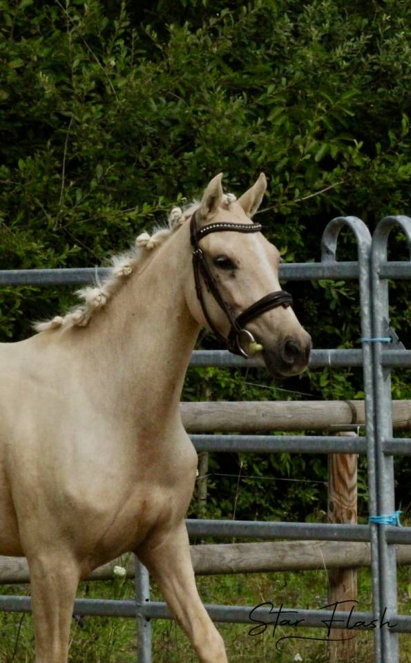 Cavalla PFS Pony Francese da Sella In vendita 2023 Palomino ,  Dumbledor