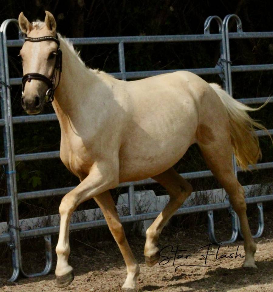 Cavalla PFS Pony Francese da Sella In vendita 2023 Palomino ,  Dumbledor