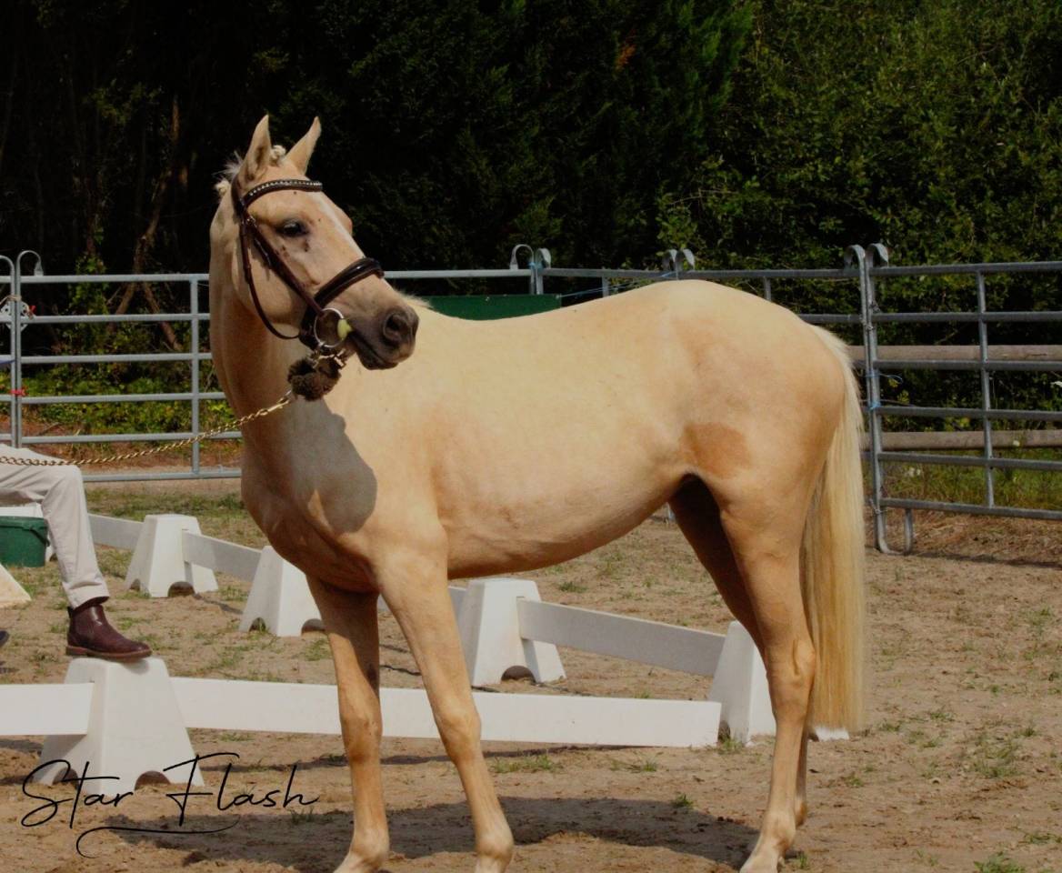 Cavalla PFS Pony Francese da Sella In vendita 2023 Palomino ,  Dumbledor