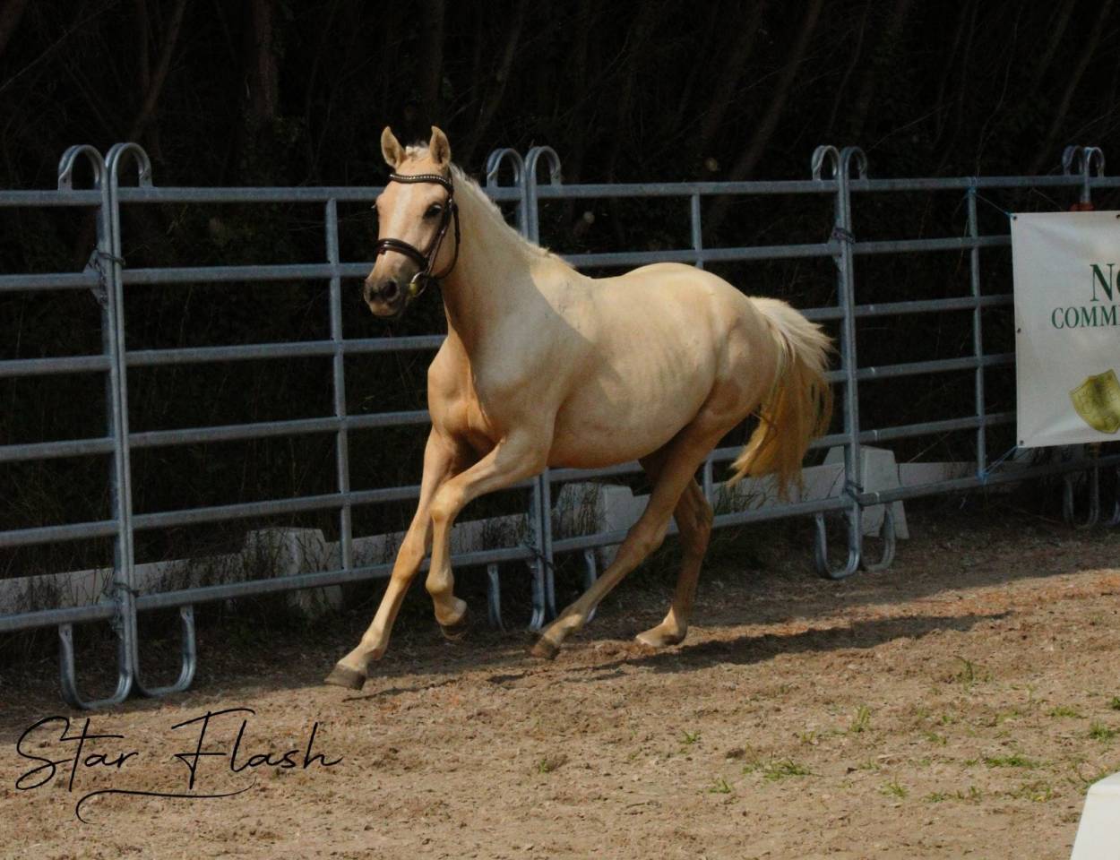 Cavalla PFS Pony Francese da Sella In vendita 2023 Palomino ,  Dumbledor