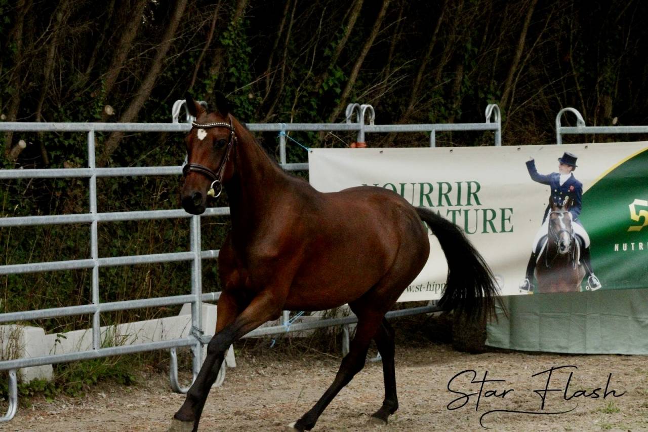 Cavalla PFS Pony Francese da Sella In vendita 2023 Baio ,  Dumbledor