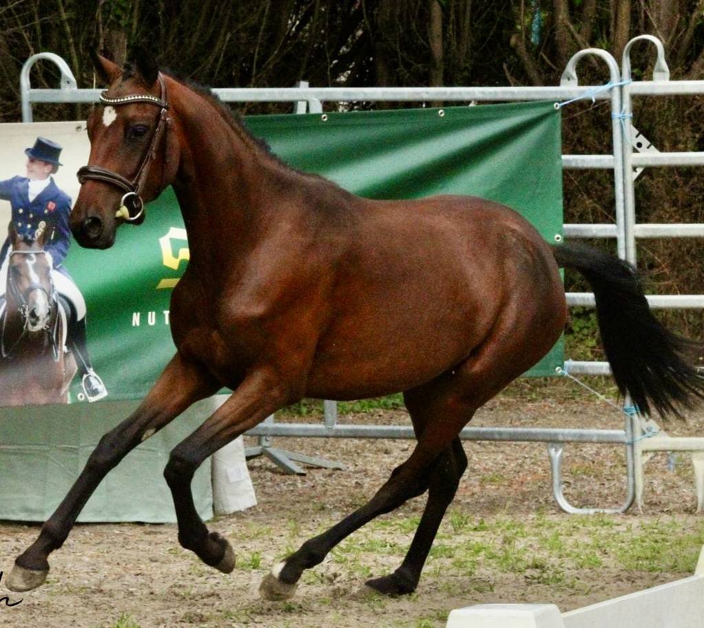 Cavalla PFS Pony Francese da Sella In vendita 2023 Baio ,  Dumbledor