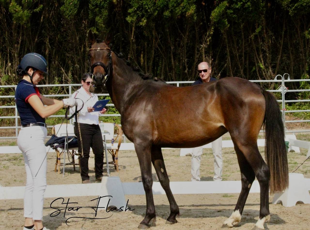 Cavalla PFS Pony Francese da Sella In vendita 2023 Baio ,  Dumbledor