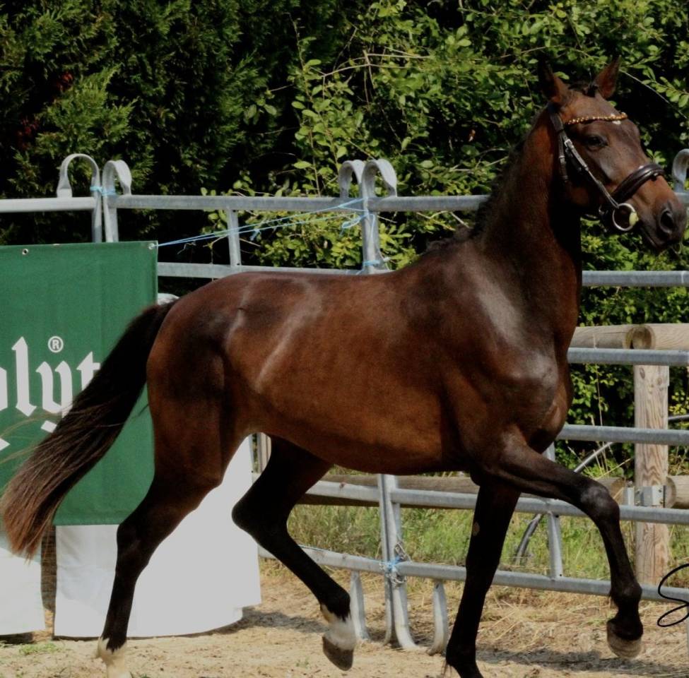 Cavalla PFS Pony Francese da Sella In vendita 2023 Baio ,  Dumbledor