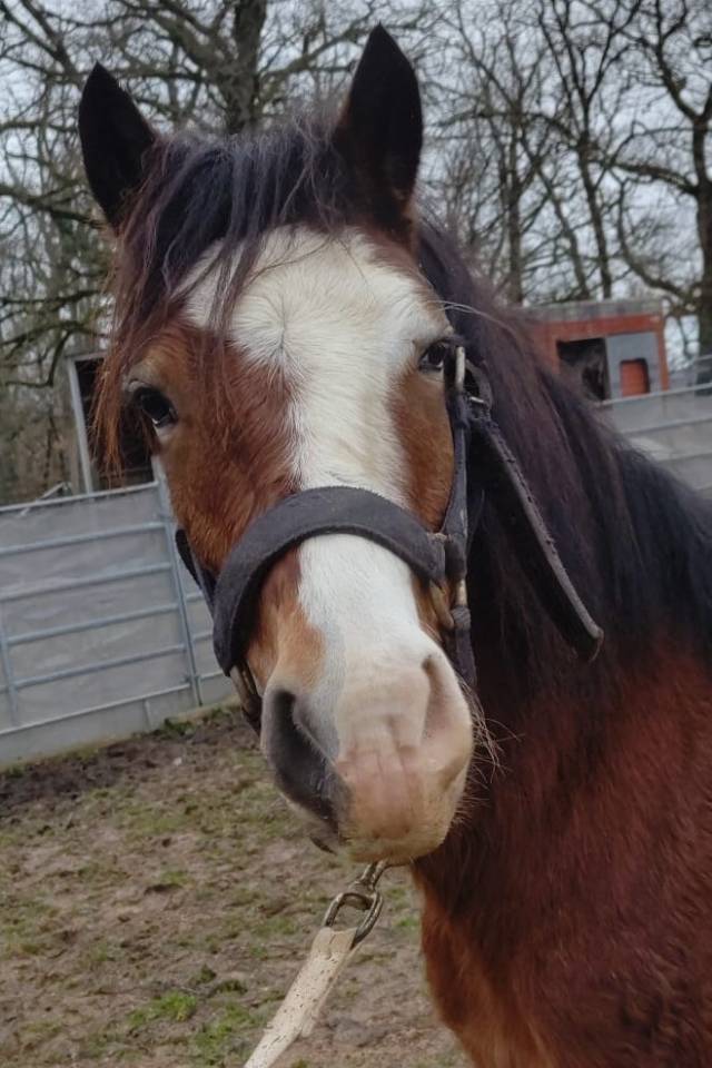 Castrone Origine non conosciuta  In vendita 2022 Baio ,  FURY D'ARQUETAN