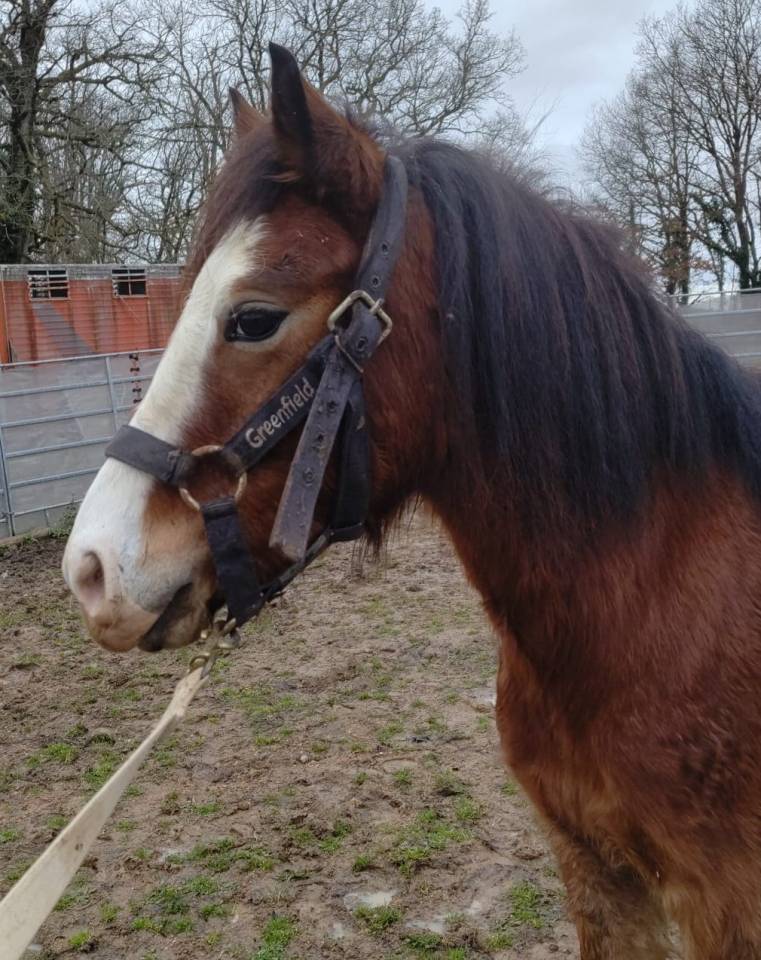 Castrone Origine non conosciuta  In vendita 2022 Baio ,  FURY D'ARQUETAN