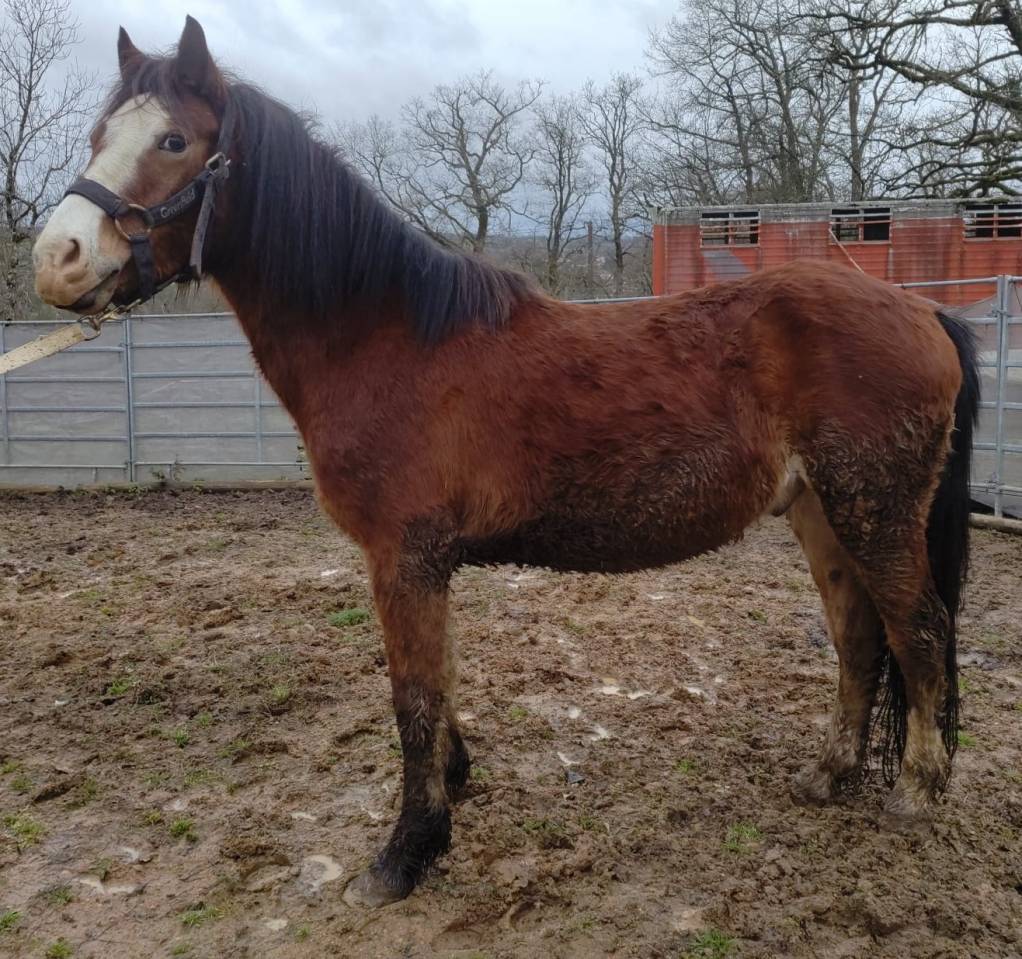 Castrone Origine non conosciuta  In vendita 2022 Baio ,  FURY D'ARQUETAN