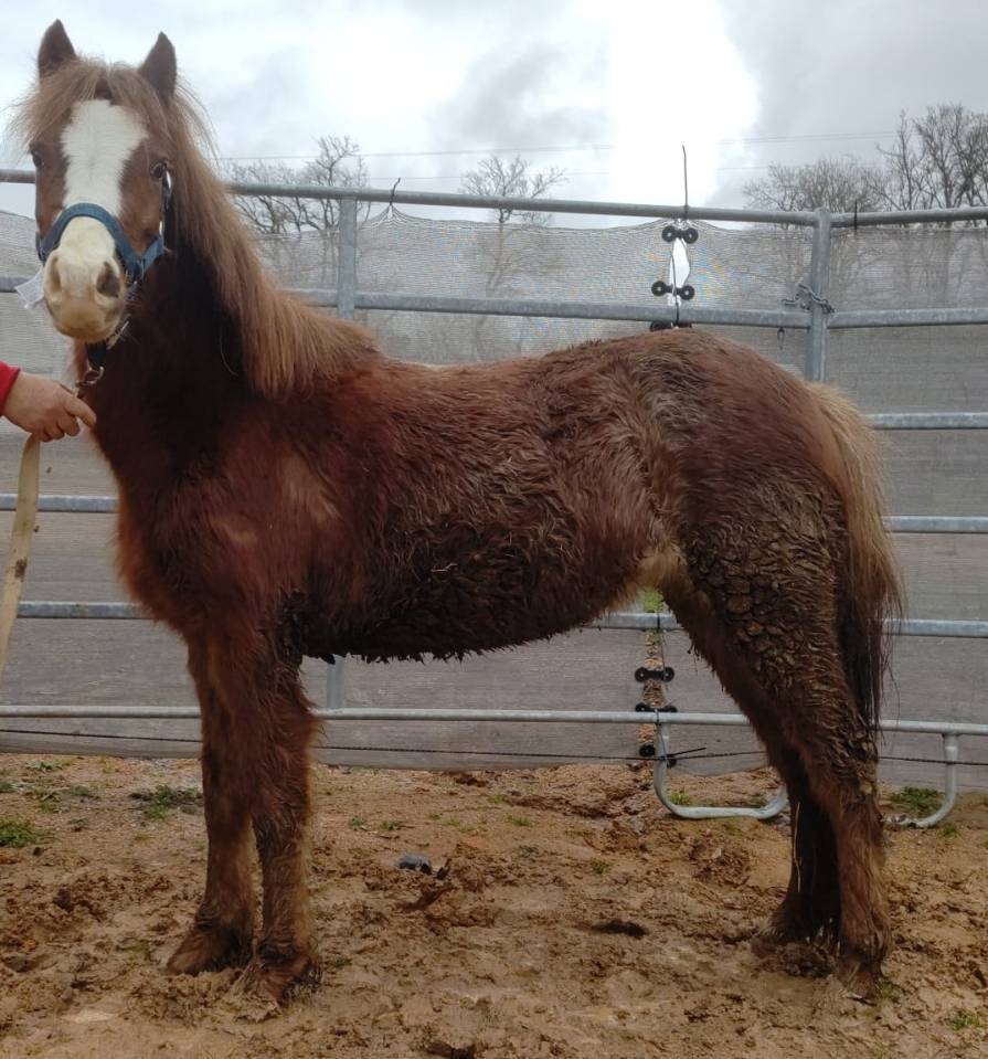 Cavalla PFS Pony Francese da Sella In vendita 2022 Aub&egrave;re ,  RABOLIOT D'ARQUETAN