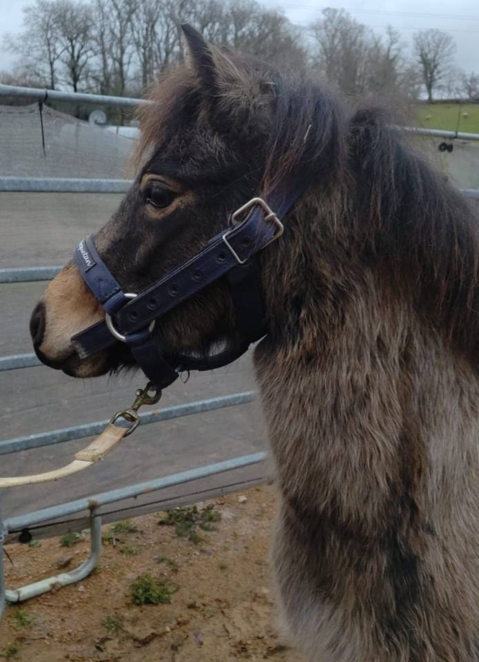 Cavalla PFS Pony Francese da Sella In vendita 2022 Isabella ,  RABOLIOT D'ARQUETAN