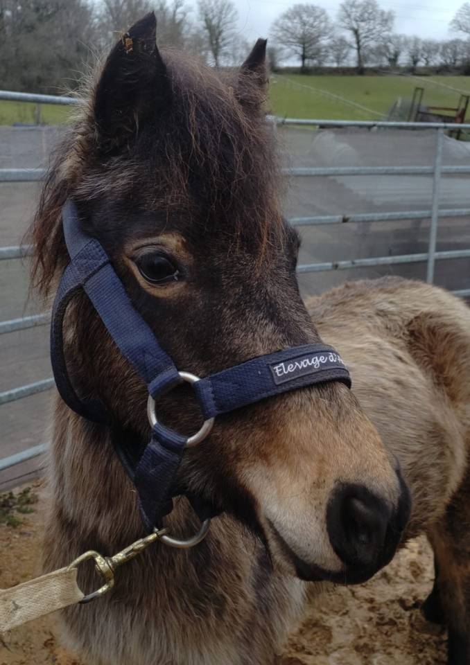 Cavalla PFS Pony Francese da Sella In vendita 2022 Isabella ,  RABOLIOT D'ARQUETAN