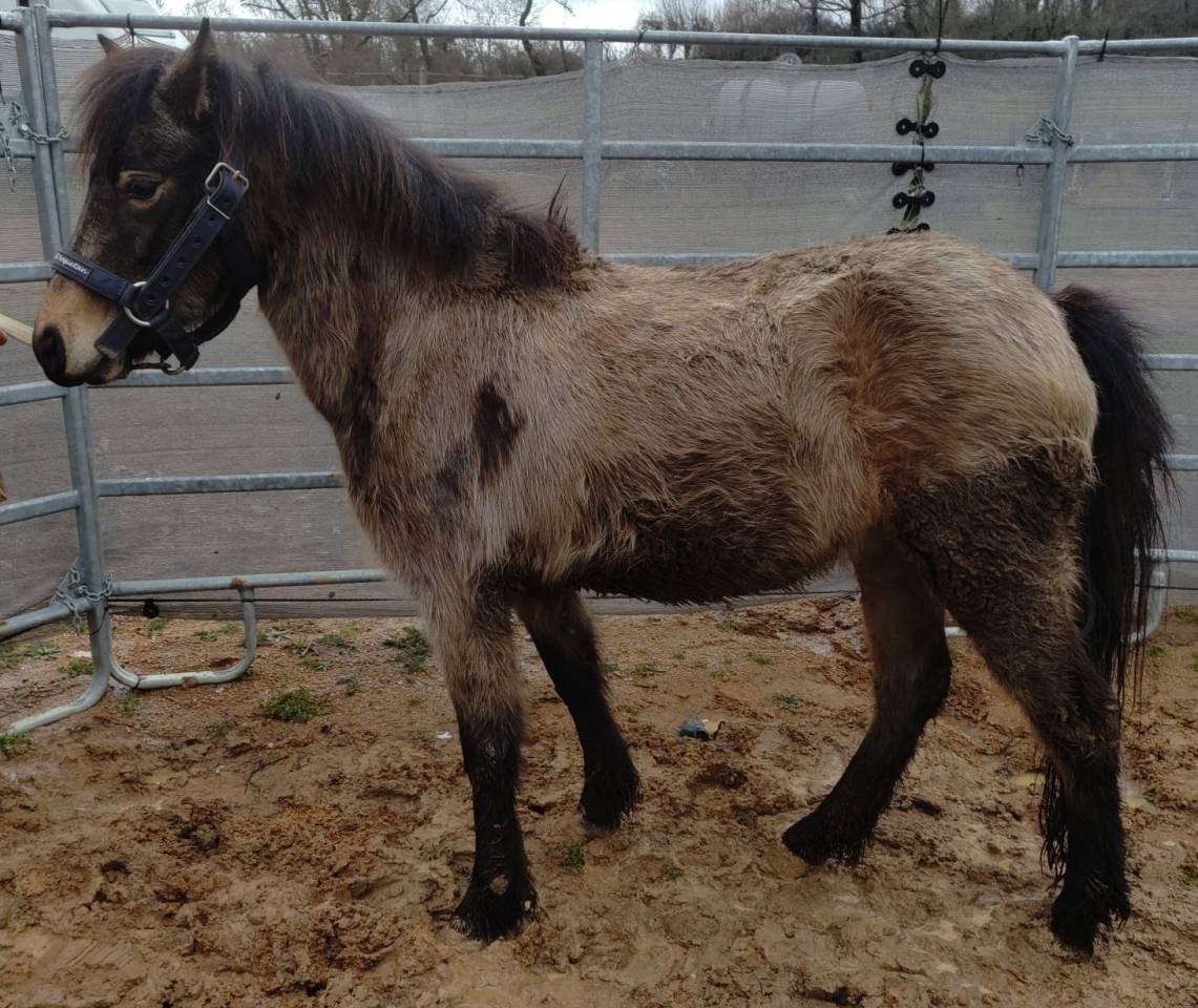 Cavalla PFS Pony Francese da Sella In vendita 2022 Isabella ,  RABOLIOT D'ARQUETAN