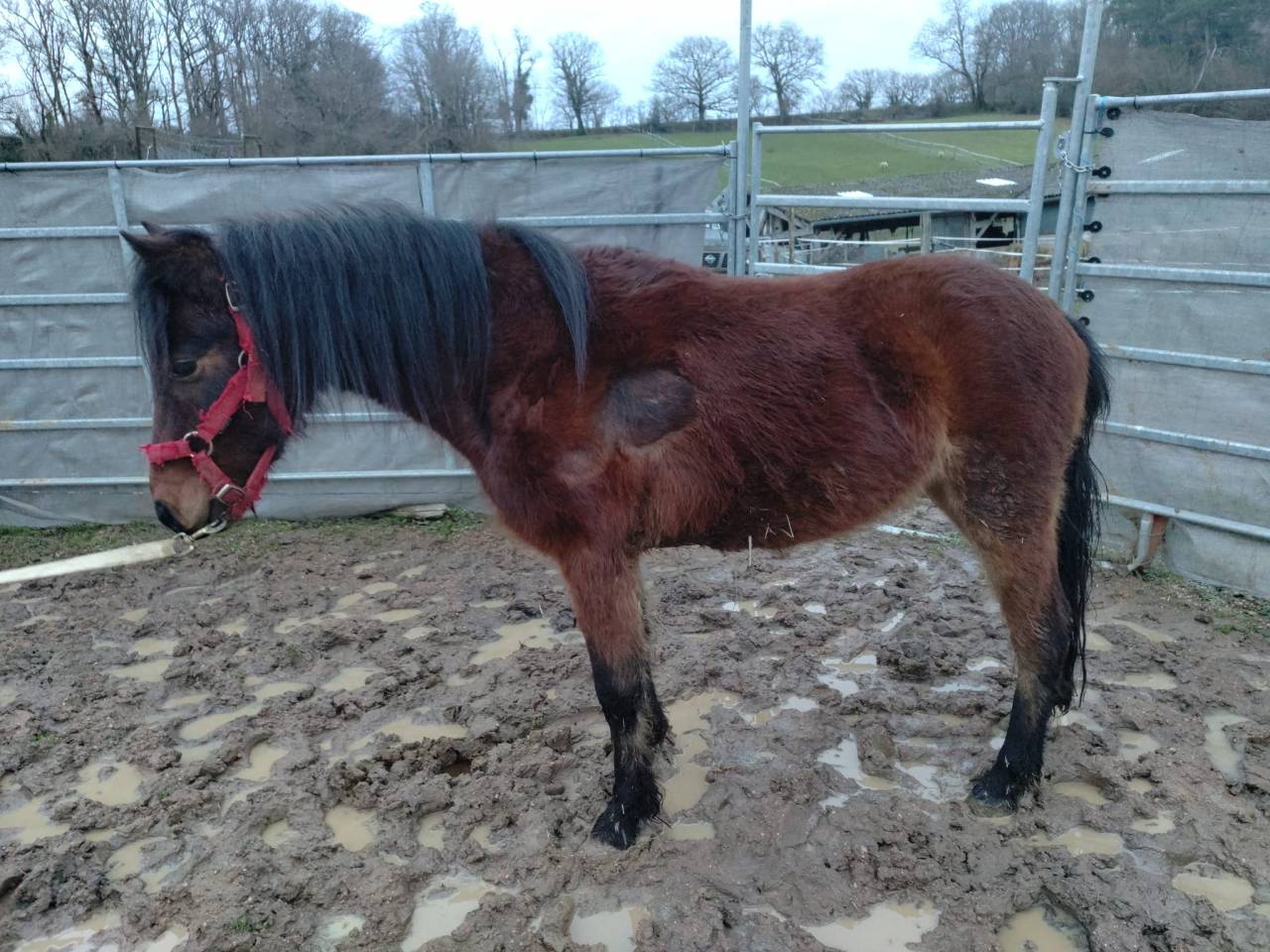 Castrone PFS Pony Francese da Sella In vendita 2022 Baio ,  RABOLIOT D'ARQUETAN