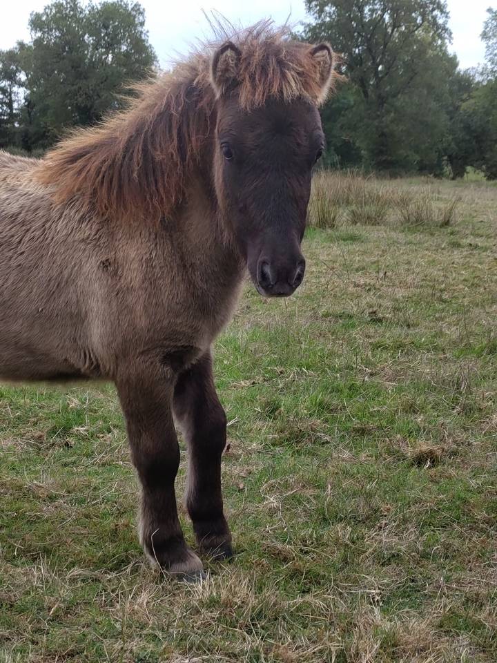 Puledro Origine non conosciuta  In vendita 2025 Grullo ,  SLOUP STARQUETAN