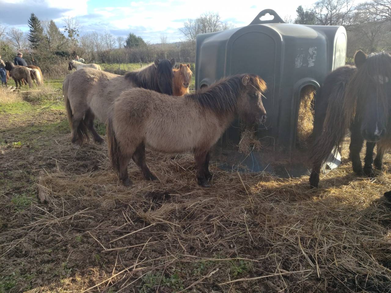 Puledro Origine non conosciuta  In vendita 2025 Grullo ,  SLOUP STARQUETAN