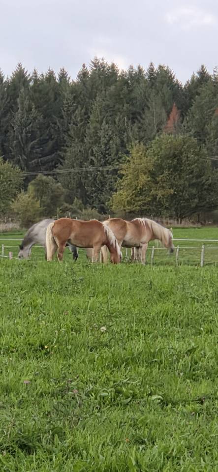 Cavalla Haflinger In vendita 2010 Sauro