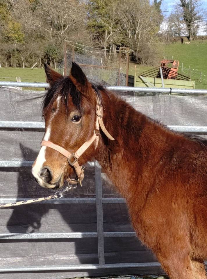 Cavalla New Forest In vendita 2022 Baio ,  FURY D'ARQUETAN