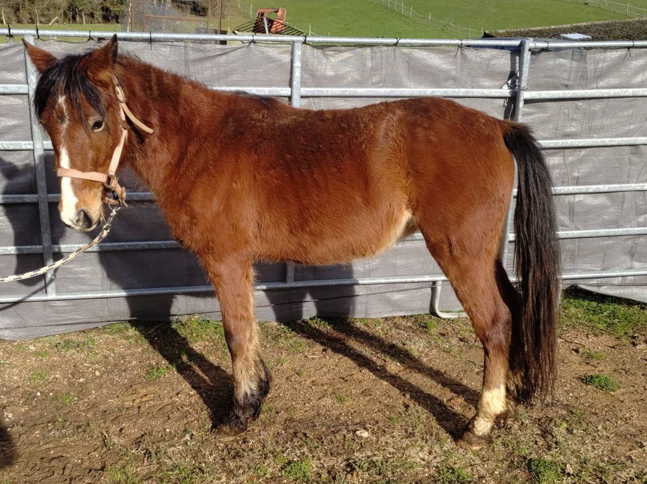 Cavalla New Forest In vendita 2022 Baio ,  FURY D'ARQUETAN